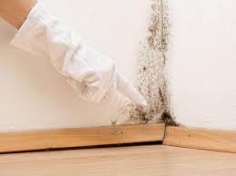 Trusted Oblong, IL Mold Remediation Experts